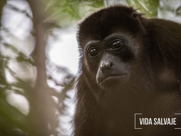 Vida salvaje